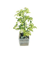 Schefflera arboricola
