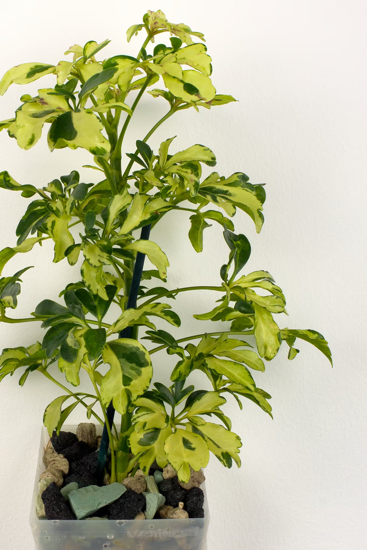 Schefflera arboricola