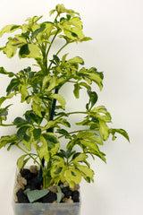 Schefflera arboricola