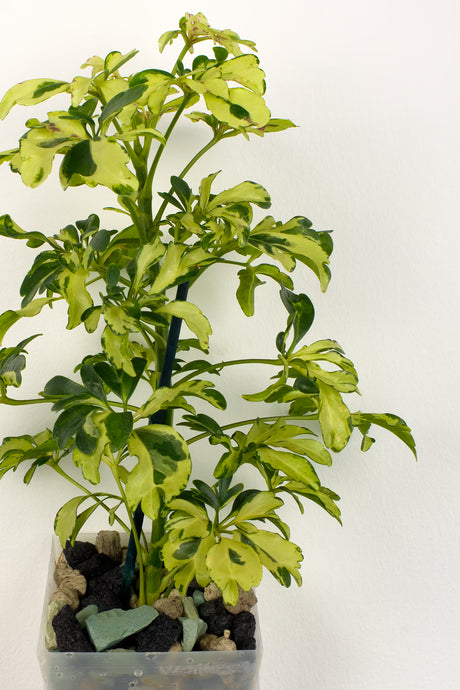 Schefflera arboricola