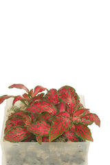 Fittonia albivenis 'Red Anne' (Mosaikpflanze)