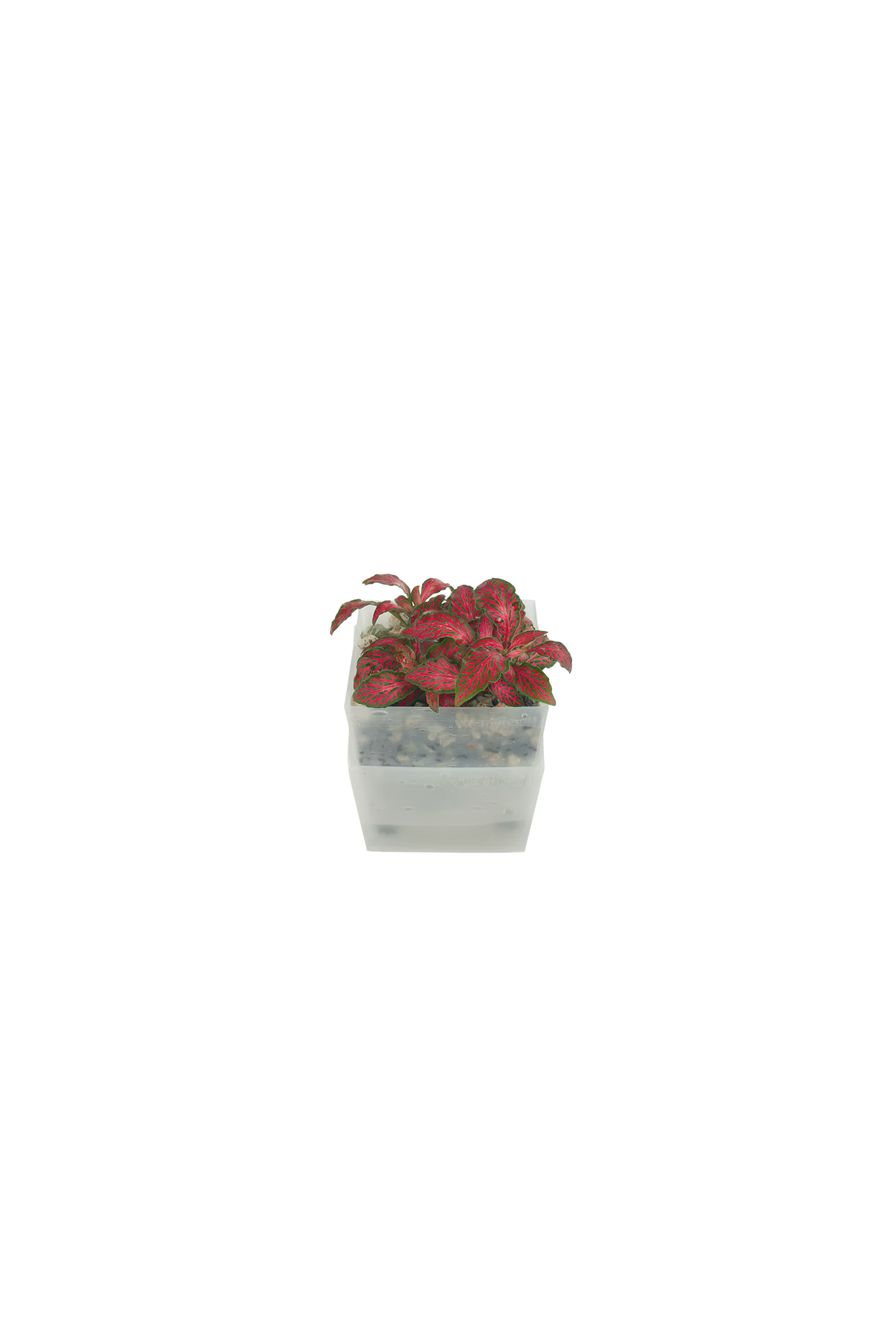 Fittonia albivenis 'Red Anne'