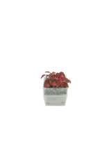 Fittonia albivenis 'Red Anne'