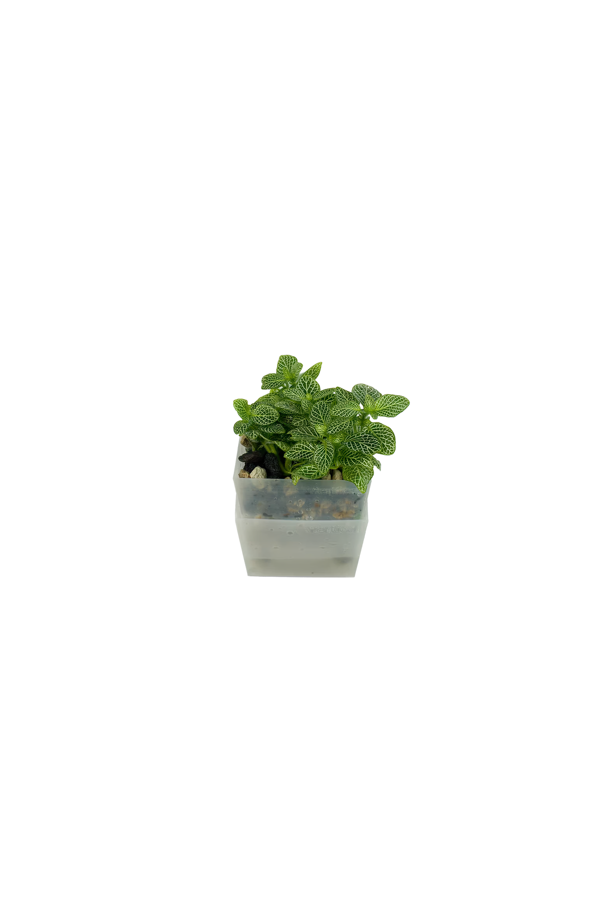 Fittonia albivenis