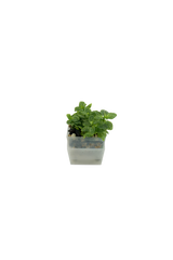 Fittonia albivenis