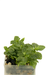 Fittonia albivenis (Mosaikpflanze)