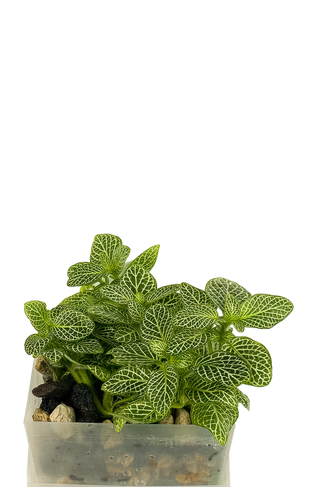 Fittonia albivenis (Mosaikpflanze)
