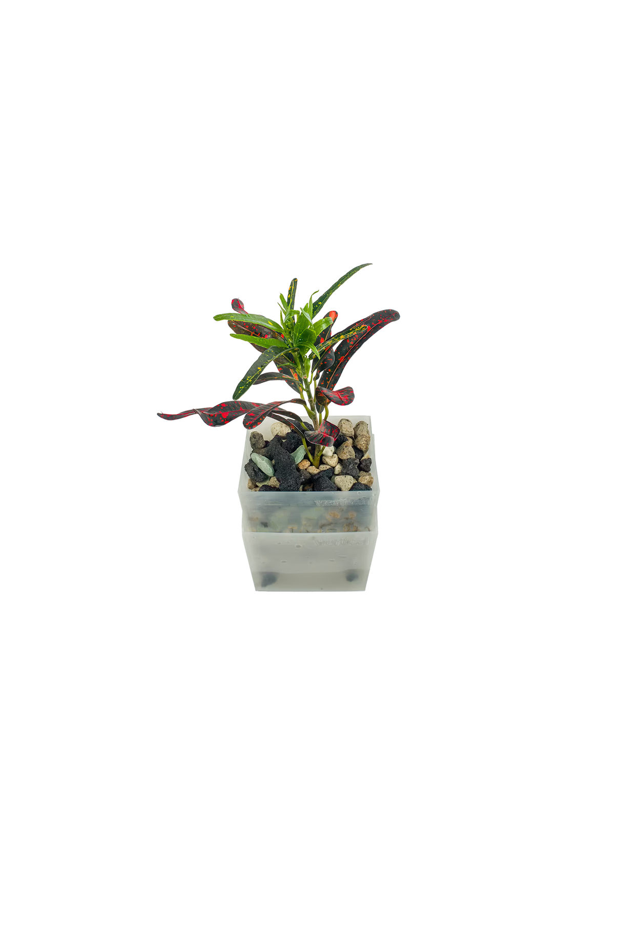 Codiaeum variegatum 'Bush on fire'