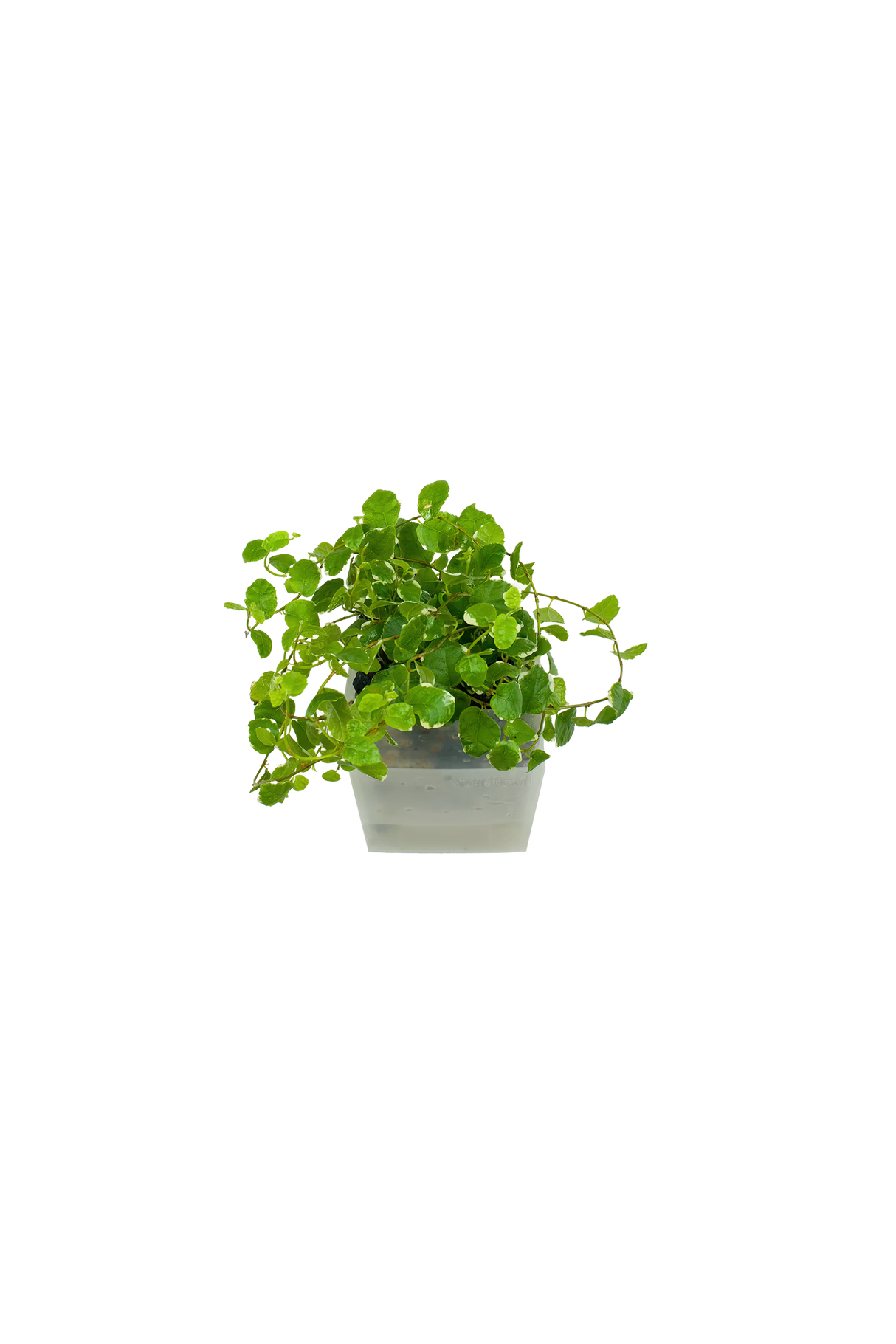 Ficus Pumila Variegata