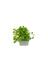 Ficus Pumila Variegata