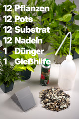 Pflanzenwand Starter-Set