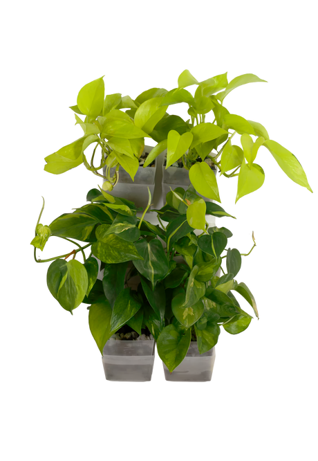6er-Set pot