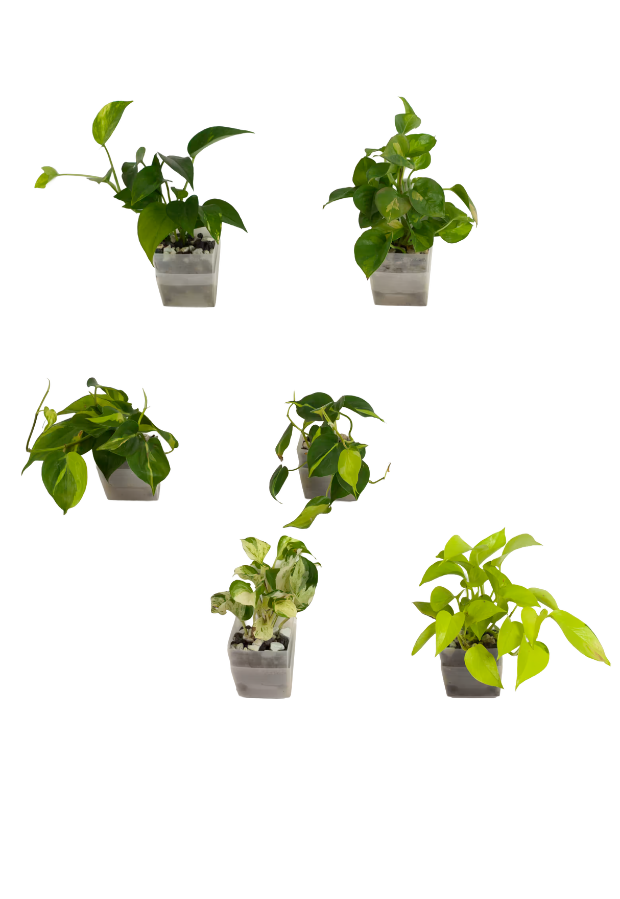 6er-Set pot