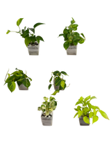6er-Set pot