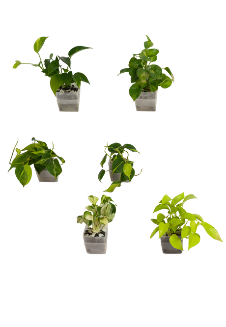 6er-Set pot