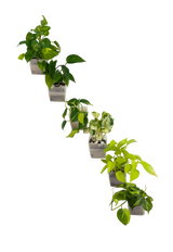 6er-Set pot