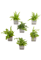 6er-Set pot