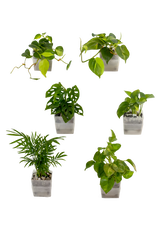 6er-Set pot
