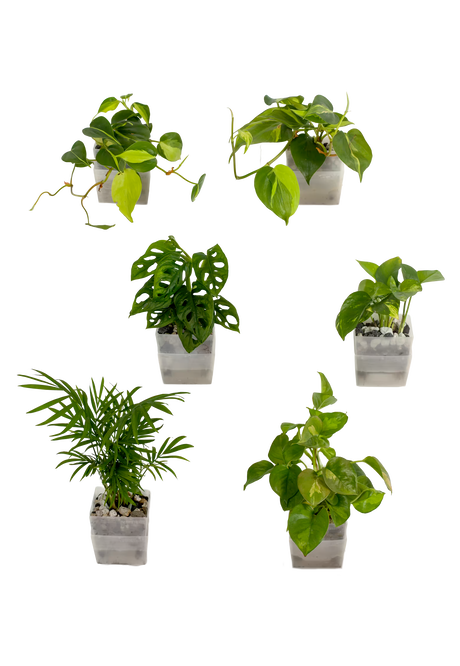 6er-Set pot