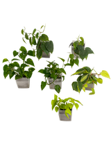 6er-Set pot