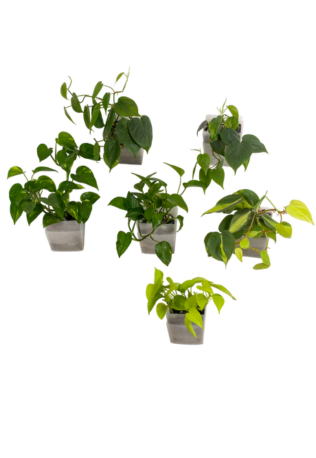 6er-Set pot