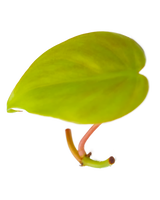 Ableger eines Philodendron Lemon Lime mit leuchtend gelbgrünem Blatt und rosafarbenem Stiel – farbenfrohe Zimmerpflanze im Urban Jungle Stil.