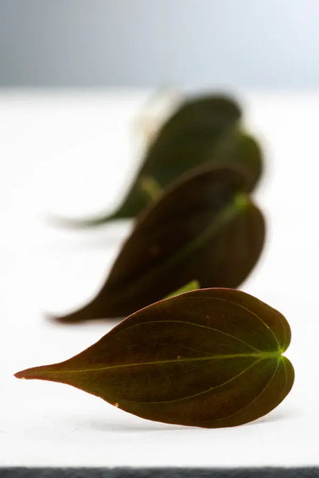 Abeger des Philodendron Micans