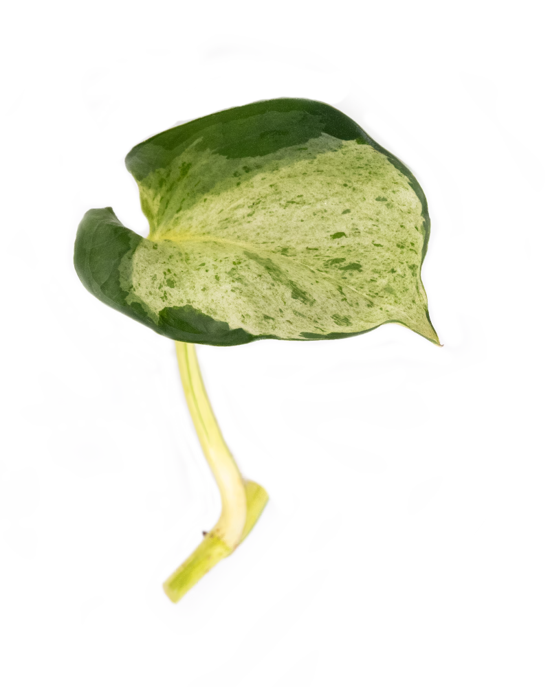 Ableger einer Efeutute Happy Leaf mit hellgrün-weiß gemustertem Blatt und kurzem Trieb – dekorative Zimmerpflanze für den Urban Jungle Look