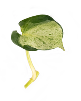 Ableger einer Efeutute Happy Leaf mit hellgrün-weiß gemustertem Blatt und kurzem Trieb – dekorative Zimmerpflanze für den Urban Jungle Look