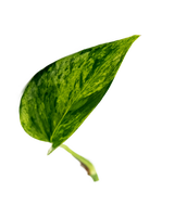 Hellgrün marmoriertes Blatt einer Efeutute Marble Queen – ein eleganter Blickfang für den Urban Jungle zu Hause