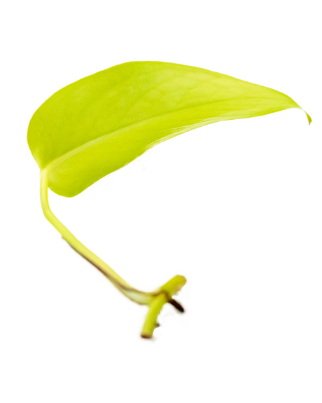 Leuchtend gelbgrüner Ableger einer Efeutute Neon mit jungem Trieb – auffällige Zimmerpflanze für helle, moderne Wohnräume