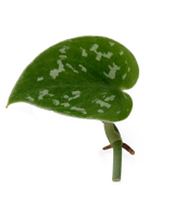 Ableger einer Gefleckten Efeutute mit dunkelgrünem Blatt und silbrig-hellen Flecken – dekorative Zimmerpflanze für den Urban Jungle Look