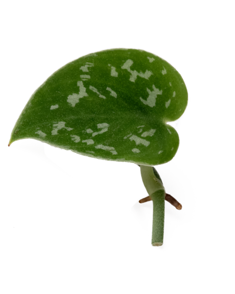 Ableger einer Gefleckten Efeutute mit dunkelgrünem Blatt und silbrig-hellen Flecken – dekorative Zimmerpflanze für den Urban Jungle Look