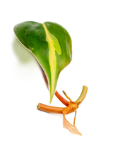 Ableger eines Philodendron Brasil mit herzförmigem, grün-gelb gemustertem Blatt und rötlichem Trieb – tropische Zimmerpflanze für den Urban Jungle Look