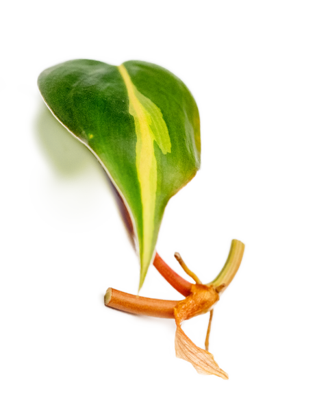 Ableger eines Philodendron Brasil mit herzförmigem, grün-gelb gemustertem Blatt und rötlichem Trieb – tropische Zimmerpflanze für den Urban Jungle Look