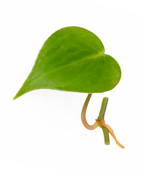 Philodendron Scandens Ableger mit herzförmigem grünen Blatt und sichtbarem Wurzelansatz – ideal zur Zimmerpflanzenvermehrung im Urban Jungle Stil
