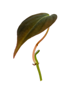 Philodendron Micans Pflanzenableger mit samtig dunkelgrünem Blatt und rötlichem Trieb – elegante Zimmerpflanze für den Urban Jungle Look.