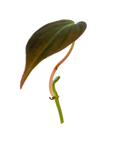 Philodendron Micans Pflanzenableger mit samtig dunkelgrünem Blatt und rötlichem Trieb – elegante Zimmerpflanze für den Urban Jungle Look.