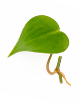Philodendron Scandens Ableger mit herzförmigem grünen Blatt und sichtbarem Wurzelansatz – pflegeleichte Zimmerpflanze und ideal für Wandbegrünung