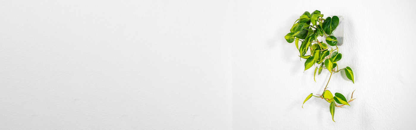 Wandblumentopf mit hängender Zimmerpflanze (Philodendron Brasil)