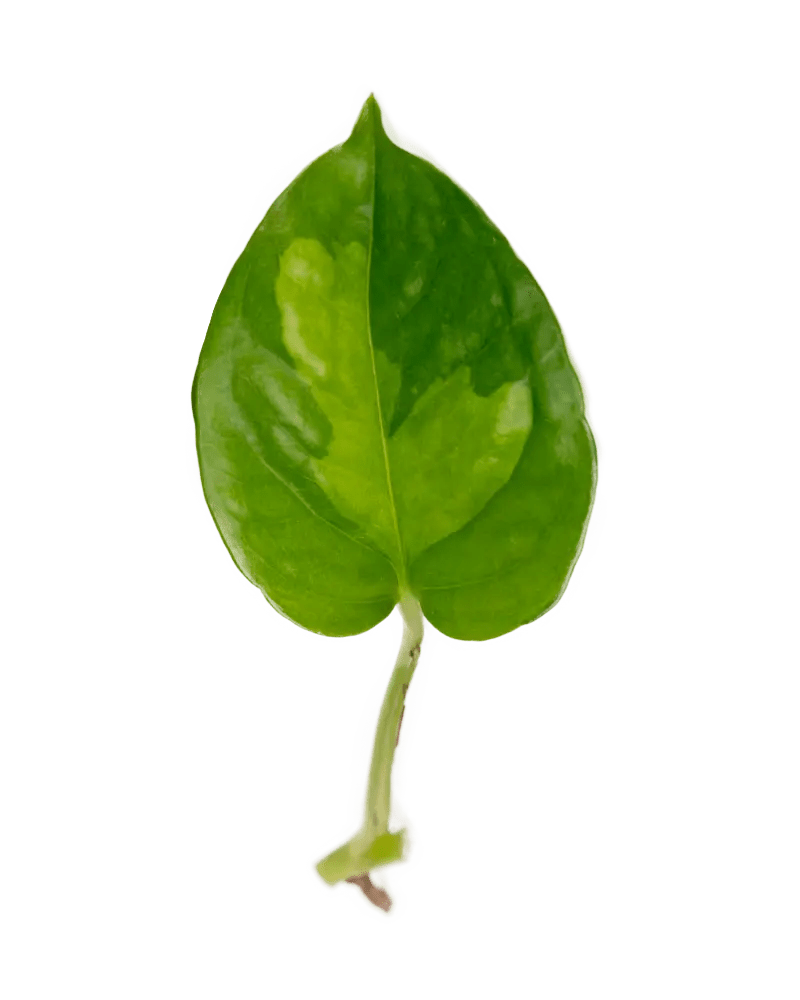 Ableger Efeutute Global Green - vertical