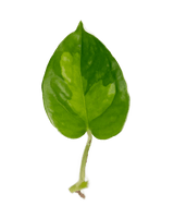 Ableger Efeutute Global Green - vertical
