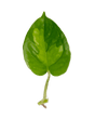 Ableger Efeutute Global Green - vertical