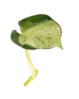 Ableger Efeutute Happy Leaf - vertical