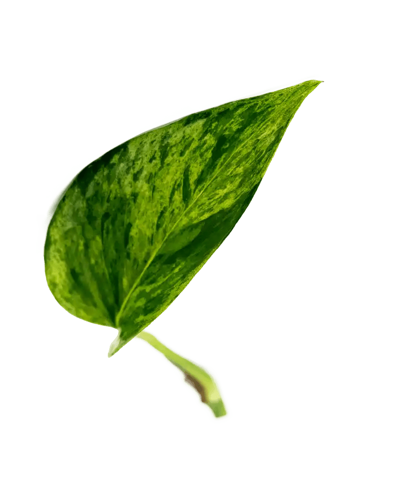 Ableger Efeutute Marble Queen - vertical