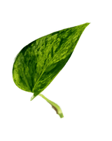 Ableger Efeutute Marble Queen - vertical