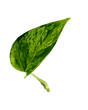 Ableger Efeutute Marble Queen - vertical