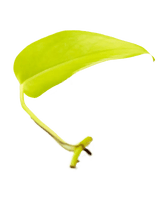 Ableger Efeutute Neon - vertical