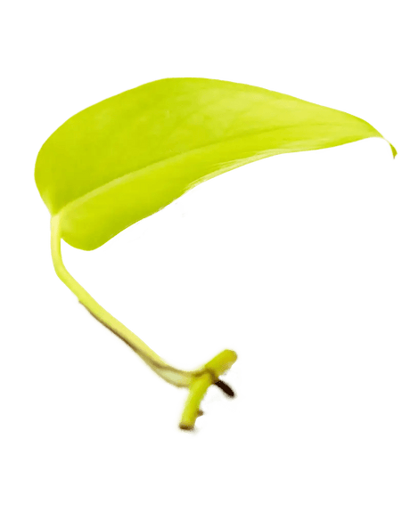 Ableger Efeutute Neon - vertical