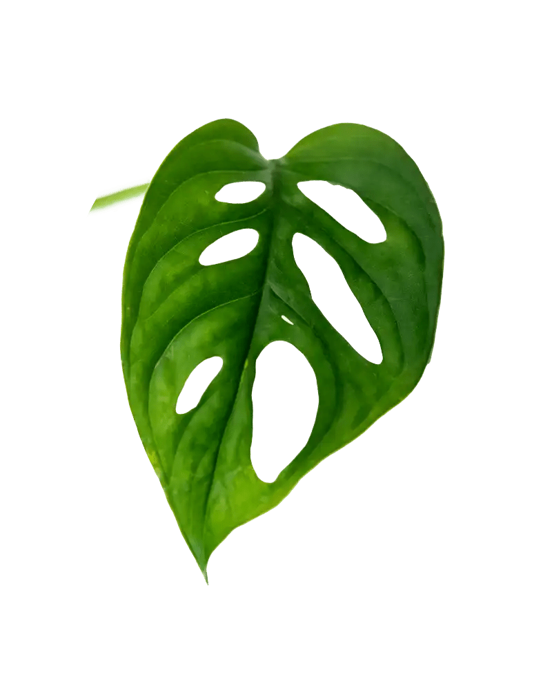 Ableger Monstera Adansonii - vertical
